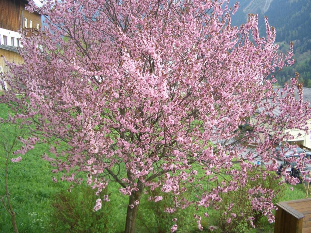 Haus Brigitte - Preise Inclusive Pitztal Sommer Card Jerzens Esterno foto